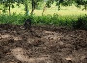 Heboh Makam Tua Dibongkar, Jasad Tokoh Desa Jawilan Raib, Polisi Diminta Turun Tangan