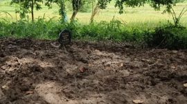 Kondisi makam almarhum Sajim di TPU Kramat Junti, Desa Junti, Kecamatan Jawilan, Kabupaten Serang, yang ditemukan terbongkar dengan galian rapi dan tanpa jasad, Minggu, 18 Januari 2026