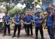 Damkar Ciledug Evakuasi Ular Sanca 4 Meter Usai Mangsa Ayam Milik Warga Pondok Lakah