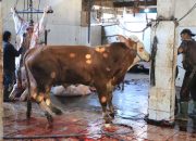 Diserbu Warga Saat Iduladha, RPH Bayur Tangerang Potong 45 Sapi Kurban dengan Teknologi Modern