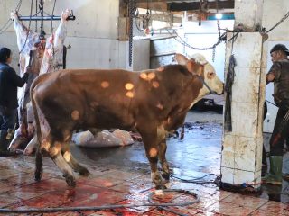 Diserbu Warga Saat Iduladha, RPH Bayur Tangerang Potong 45 Sapi Kurban dengan Teknologi Modern