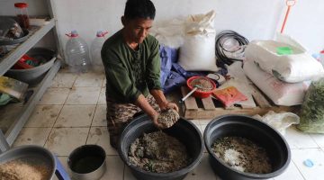 Aktivitas pengolahan sampah organik menggunakan maggot Black Soldier Fly di Unit Pengolahan Sampah Pasar Anyar, Kota Tangerang