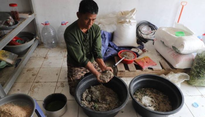 Aktivitas pengolahan sampah organik menggunakan maggot Black Soldier Fly di Unit Pengolahan Sampah Pasar Anyar, Kota Tangerang