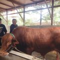 Sapi Limosin