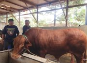 Sapi Limosin 1,1 Ton Asal Kota Serang Dipilih Jadi Hewan Kurban Presiden Prabowo untuk Iduladha 2026