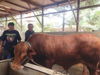 Sapi Limosin 1,1 Ton Asal Kota Serang Dipilih Jadi Hewan Kurban Presiden Prabowo untuk Iduladha 2026