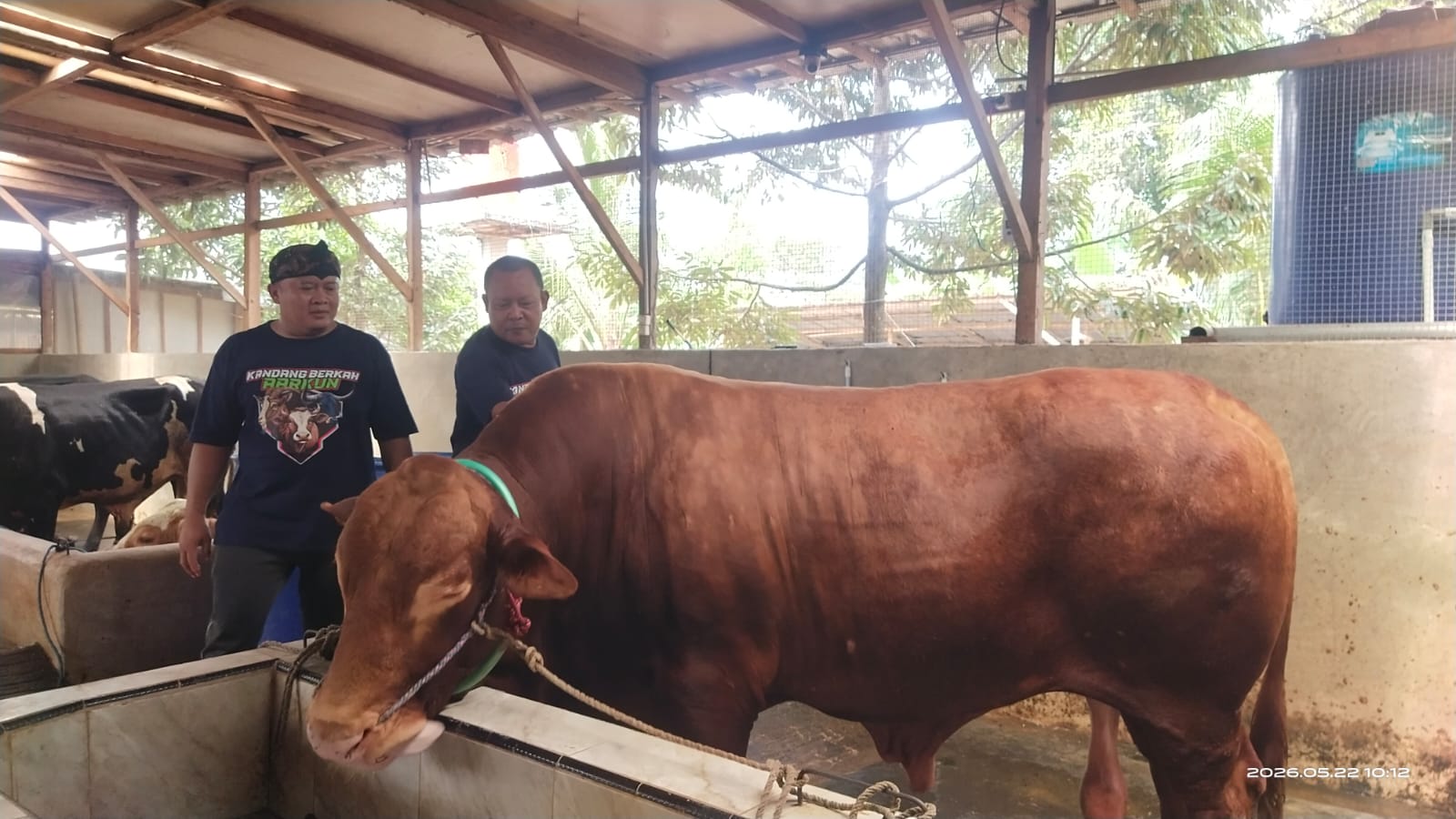 Sapi Limosin