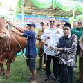 Sapi Kurban Bantuan Presiden