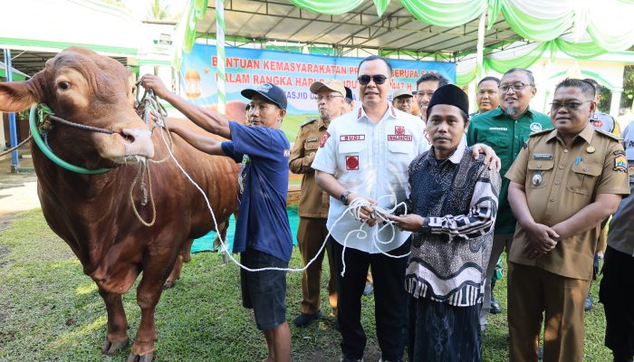 Sapi Kurban Bantuan Presiden