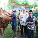 Sapi Kurban Bantuan Presiden