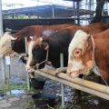 4.000 Kupon Daging Kurban Disiapkan! Masjid Al-A’zhom Tangerang Siap Banjiri Warga dengan Kebahagiaan Iduladha 1447 H