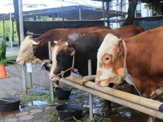 4.000 Kupon Daging Kurban Disiapkan! Masjid Al-A’zhom Tangerang Siap Banjiri Warga dengan Kebahagiaan Iduladha 1447 H