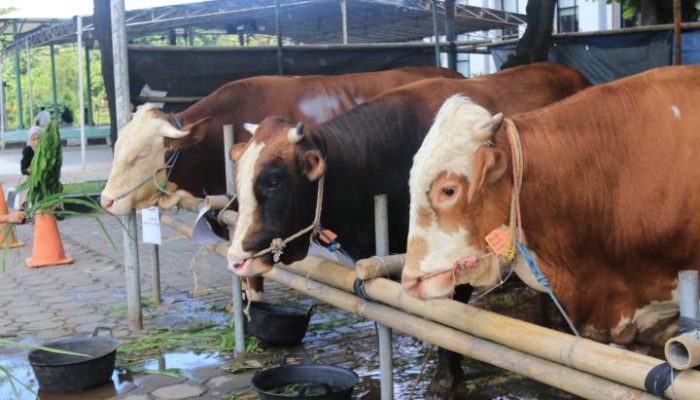 Panitia Masjid Raya Al-A’zhom Kota Tangerang menyiapkan ribuan kupon daging kurban untuk masyarakat menjelang perayaan Iduladha 1447 Hijriah.