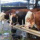 Panitia Masjid Raya Al-A’zhom Kota Tangerang menyiapkan ribuan kupon daging kurban untuk masyarakat menjelang perayaan Iduladha 1447 Hijriah.
