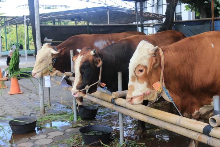 Panitia Masjid Raya Al-A’zhom Kota Tangerang menyiapkan ribuan kupon daging kurban untuk masyarakat menjelang perayaan Iduladha 1447 Hijriah.