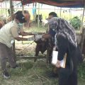 Pemkot Tangerang memperketat pengawasan kesehatan hewan kurban jelang Iduladha 1447 Hijriah. Sebanyak 919 hewan ternak telah divaksin PMK untuk mencegah penyebaran penyakit menular.