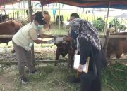 919 Hewan Kurban Disuntik Vaksin PMK, Pemkot Tangerang Siaga Penuh Cegah Ancaman Wabah Jelang Iduladha