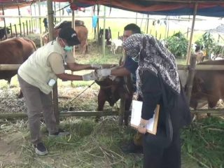 919 Hewan Kurban Disuntik Vaksin PMK, Pemkot Tangerang Siaga Penuh Cegah Ancaman Wabah Jelang Iduladha