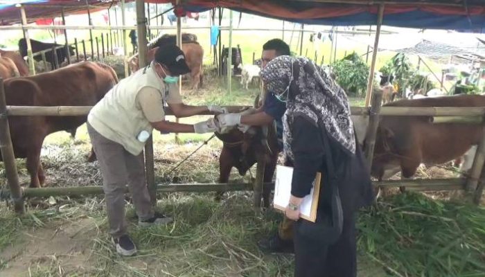 Pemkot Tangerang memperketat pengawasan kesehatan hewan kurban jelang Iduladha 1447 Hijriah. Sebanyak 919 hewan ternak telah divaksin PMK untuk mencegah penyebaran penyakit menular.