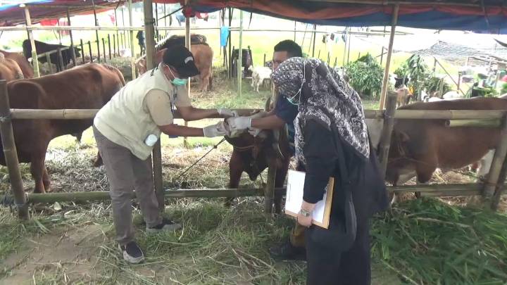 Pemkot Tangerang memperketat pengawasan kesehatan hewan kurban jelang Iduladha 1447 Hijriah. Sebanyak 919 hewan ternak telah divaksin PMK untuk mencegah penyebaran penyakit menular.