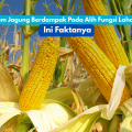 Petani merawat tanaman jagung di lahan pertanian Banten. Program perluasan tanam jagung difokuskan pada lahan tidur dan kawasan nonproduktif tanpa mengganggu sawah aktif.
