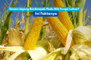 Petani merawat tanaman jagung di lahan pertanian Banten. Program perluasan tanam jagung difokuskan pada lahan tidur dan kawasan nonproduktif tanpa mengganggu sawah aktif.