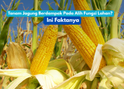 Banten Tancap Gas Jadi Lumbung Jagung Nasional, Pemprov Pastikan Sawah Tak Tergusur