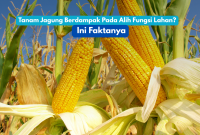 Petani merawat tanaman jagung di lahan pertanian Banten. Program perluasan tanam jagung difokuskan pada lahan tidur dan kawasan nonproduktif tanpa mengganggu sawah aktif.