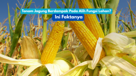 Petani merawat tanaman jagung di lahan pertanian Banten. Program perluasan tanam jagung difokuskan pada lahan tidur dan kawasan nonproduktif tanpa mengganggu sawah aktif.