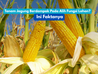 Petani merawat tanaman jagung di lahan pertanian Banten. Program perluasan tanam jagung difokuskan pada lahan tidur dan kawasan nonproduktif tanpa mengganggu sawah aktif.