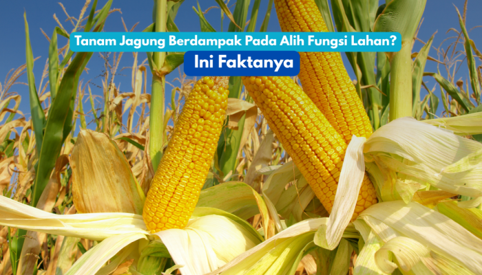 Petani merawat tanaman jagung di lahan pertanian Banten. Program perluasan tanam jagung difokuskan pada lahan tidur dan kawasan nonproduktif tanpa mengganggu sawah aktif.