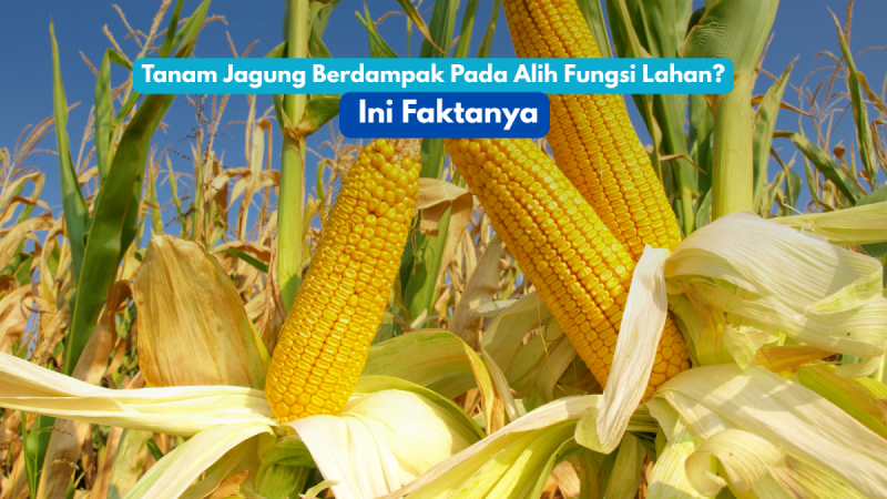 Petani merawat tanaman jagung di lahan pertanian Banten. Program perluasan tanam jagung difokuskan pada lahan tidur dan kawasan nonproduktif tanpa mengganggu sawah aktif.