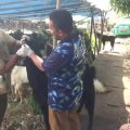 Petugas kesehatan hewan memeriksa kondisi sapi kurban sebelum proses penyembelihan di Kota Tangerang menjelang Iduladha 1447 Hijriah.