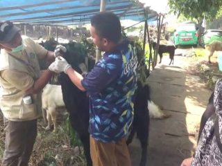 Petugas kesehatan hewan memeriksa kondisi sapi kurban sebelum proses penyembelihan di Kota Tangerang menjelang Iduladha 1447 Hijriah.