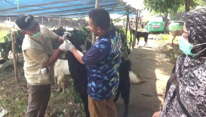 Petugas kesehatan hewan memeriksa kondisi sapi kurban sebelum proses penyembelihan di Kota Tangerang menjelang Iduladha 1447 Hijriah.