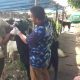 Petugas kesehatan hewan memeriksa kondisi sapi kurban sebelum proses penyembelihan di Kota Tangerang menjelang Iduladha 1447 Hijriah.