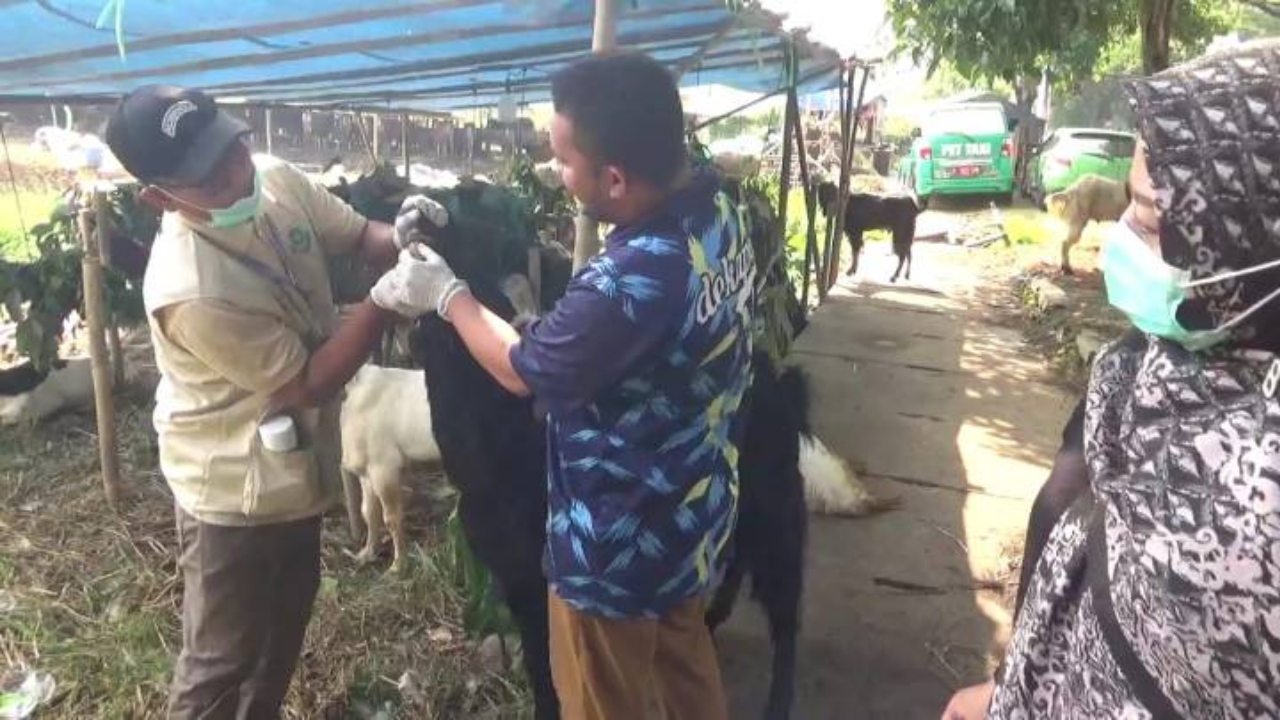 Petugas kesehatan hewan memeriksa kondisi sapi kurban sebelum proses penyembelihan di Kota Tangerang menjelang Iduladha 1447 Hijriah.