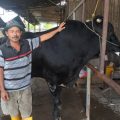 Prabowo Tebus Sapi Jumbo 1,1 Ton dari Cipondoh, Harga Tembus Rp122 Juta untuk Kurban Iduladha di Tangerang