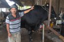 Sapi kurban milik peternak asal Cipondoh, Kota Tangerang, berbobot 1,1 ton yang dibeli Presiden Prabowo Subianto untuk Iduladha 1447 Hijriah