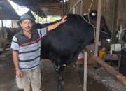 Sapi kurban milik peternak asal Cipondoh, Kota Tangerang, berbobot 1,1 ton yang dibeli Presiden Prabowo Subianto untuk Iduladha 1447 Hijriah