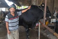 Sapi kurban milik peternak asal Cipondoh, Kota Tangerang, berbobot 1,1 ton yang dibeli Presiden Prabowo Subianto untuk Iduladha 1447 Hijriah