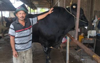 Sapi kurban milik peternak asal Cipondoh, Kota Tangerang, berbobot 1,1 ton yang dibeli Presiden Prabowo Subianto untuk Iduladha 1447 Hijriah