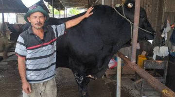 Sapi kurban milik peternak asal Cipondoh, Kota Tangerang, berbobot 1,1 ton yang dibeli Presiden Prabowo Subianto untuk Iduladha 1447 Hijriah