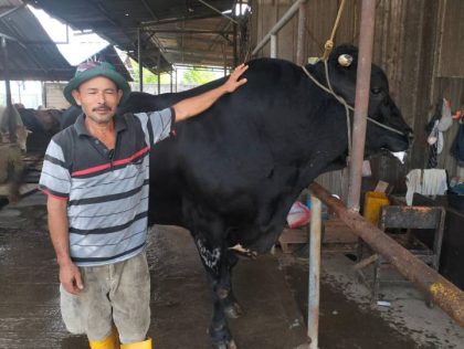 Sapi kurban milik peternak asal Cipondoh, Kota Tangerang, berbobot 1,1 ton yang dibeli Presiden Prabowo Subianto untuk Iduladha 1447 Hijriah