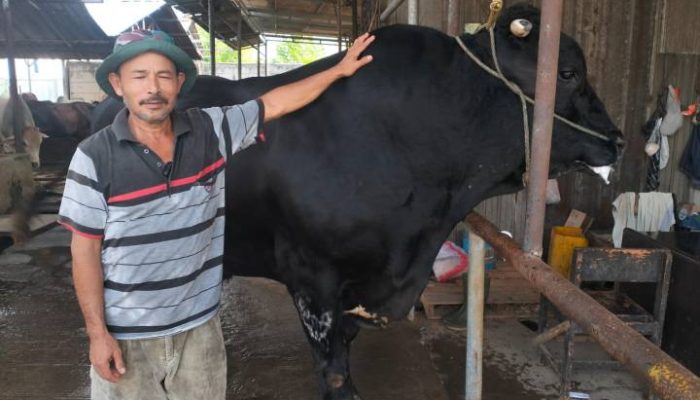 Sapi kurban milik peternak asal Cipondoh, Kota Tangerang, berbobot 1,1 ton yang dibeli Presiden Prabowo Subianto untuk Iduladha 1447 Hijriah