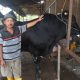 Sapi kurban milik peternak asal Cipondoh, Kota Tangerang, berbobot 1,1 ton yang dibeli Presiden Prabowo Subianto untuk Iduladha 1447 Hijriah