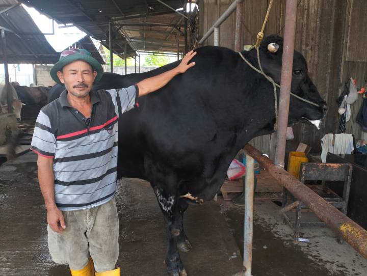 Sapi kurban milik peternak asal Cipondoh, Kota Tangerang, berbobot 1,1 ton yang dibeli Presiden Prabowo Subianto untuk Iduladha 1447 Hijriah