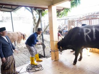 Wali Kota Tangerang Sachrudin menyaksikan langsung proses penyembelihan sapi kurban bantuan Presiden Prabowo Subianto di Masjid Al Hidayah, Cipondoh, Kota Tangerang