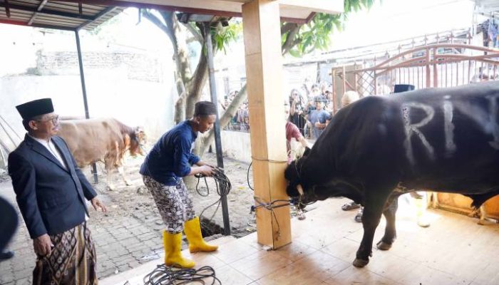 Wali Kota Tangerang Sachrudin menyaksikan langsung proses penyembelihan sapi kurban bantuan Presiden Prabowo Subianto di Masjid Al Hidayah, Cipondoh, Kota Tangerang
