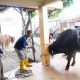 Wali Kota Tangerang Sachrudin menyaksikan langsung proses penyembelihan sapi kurban bantuan Presiden Prabowo Subianto di Masjid Al Hidayah, Cipondoh, Kota Tangerang